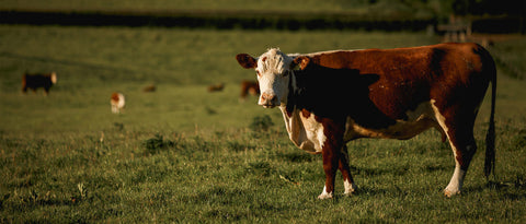 Onze Herefords